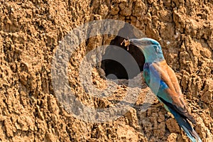 European roller or Coracias garrulus with food