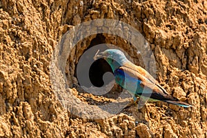 European roller or Coracias garrulus with food