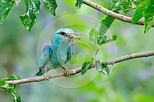 European roller coracias garrulus in natural habitat