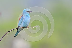 European Roller