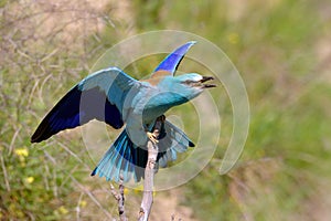 European roller (coracias garrulus) outdoor