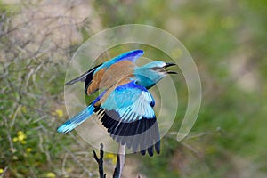 European roller (coracias garrulus) outdoor