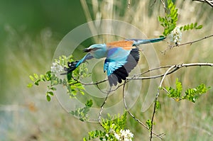 European roller (coracias garrulus) outdoor