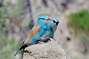 European roller (coracias garrulus) outdoor