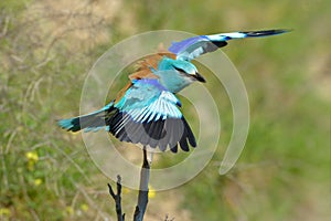 European roller (coracias garrulus) outdoor