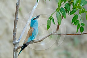 European roller (coracias garrulus) outdoor