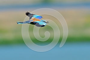 European roller (coracias garrulus) outdoor