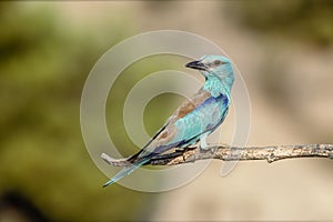 European Roller (Coracias garrulus) perched on a branch