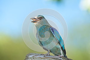 European Roller coracias garrulus sitting on a branch