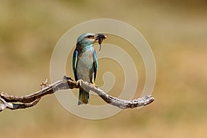 The European roller Coracias garrulus sitting on a branch with a beetle.