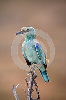 The European roller Coracias garrulus sitting on the branch with brown background.European roller sitting in its winter quarters