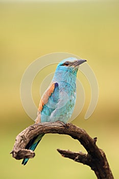 The European roller Coracias garrulus sitting on the branch with green background