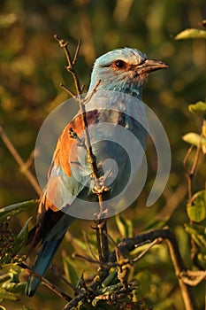 The European roller Coracias garrulus sitting on the branch with green leaves