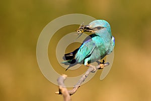 The European roller Coracias garrulus sitting on a branch in its beak and locust, portrait. A large blue bird sitting on a