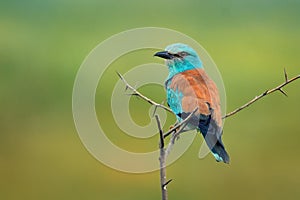 European Roller - Coracias garrulus sitting on the branch and looking for the food