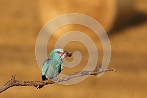 The European roller Coracias garrulus sitting on the branch with mouse in the beak and typical wheat sheaves in background