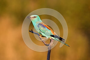 The European roller Coracias garrulus sitting on a branch at sunset with a yellow background