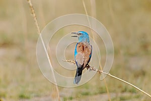 European roller (Coracias garrulus) sitting on a grass stem