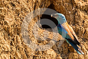 European roller or Coracias garrulus with snail