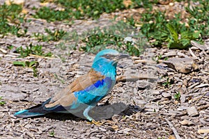 An European roller on the ground in summer