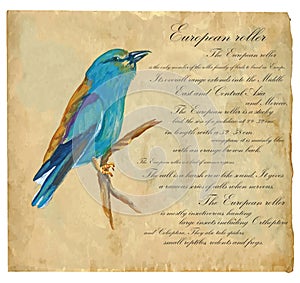 European Roller - An hand painted vector