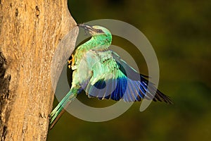 European roller holding frog in beak and landing on nest to feed young.