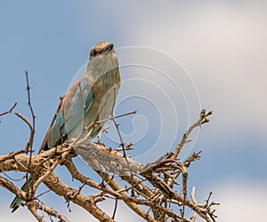 European roller isolated in the Kruger Park