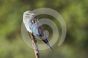 European Roller in Kruger National park, South Africa