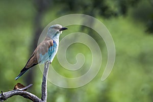 European Roller in Kruger National park, South Africa