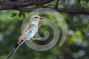 European Roller in Kruger National park, South Africa