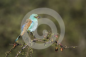 European Roller in Kruger National park, South Africa