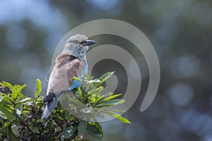 European Roller in Kruger National park, South Africa