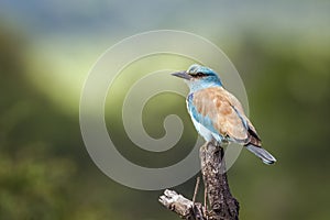 European Roller in Kruger National park, South Africa