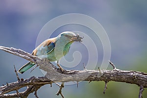 European Roller in Kruger National park, South Africa