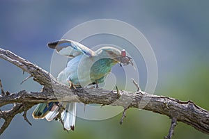 European Roller in Kruger National park, South Africa