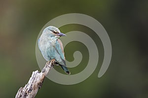 European Roller in Kruger National park, South Africa