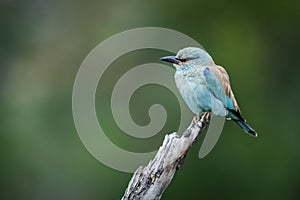 European Roller in Kruger National park, South Africa