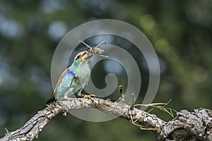 European Roller in Mapungubwe National park, South Africa