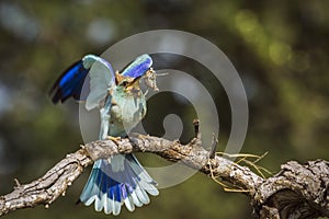 European Roller in Mapungubwe National park, South Africa