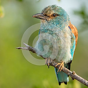 European roller perched in a tree all fluffed up