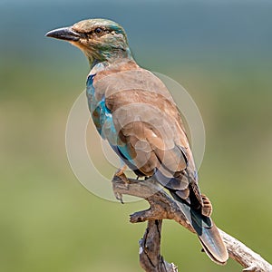 European roller sitting in a tree