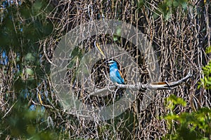 European roller in tree. Danube Delta Romania