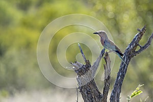 European roller on whitered tree at Kruger park, South Africa photo