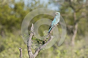 European roller on whitered tree top at Kruger park, South Africa