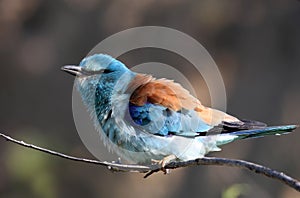 European Rollers (Coracias garrulus)
