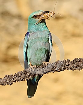 European rollers & x28;Coracias garrulus& x29;