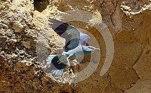 European rollers Coracias garrulus