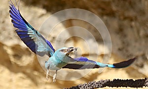 European rollers Coracias garrulus