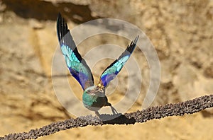 European rollers Coracias garrulus