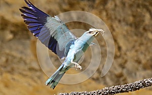 European rollers Coracias garrulus